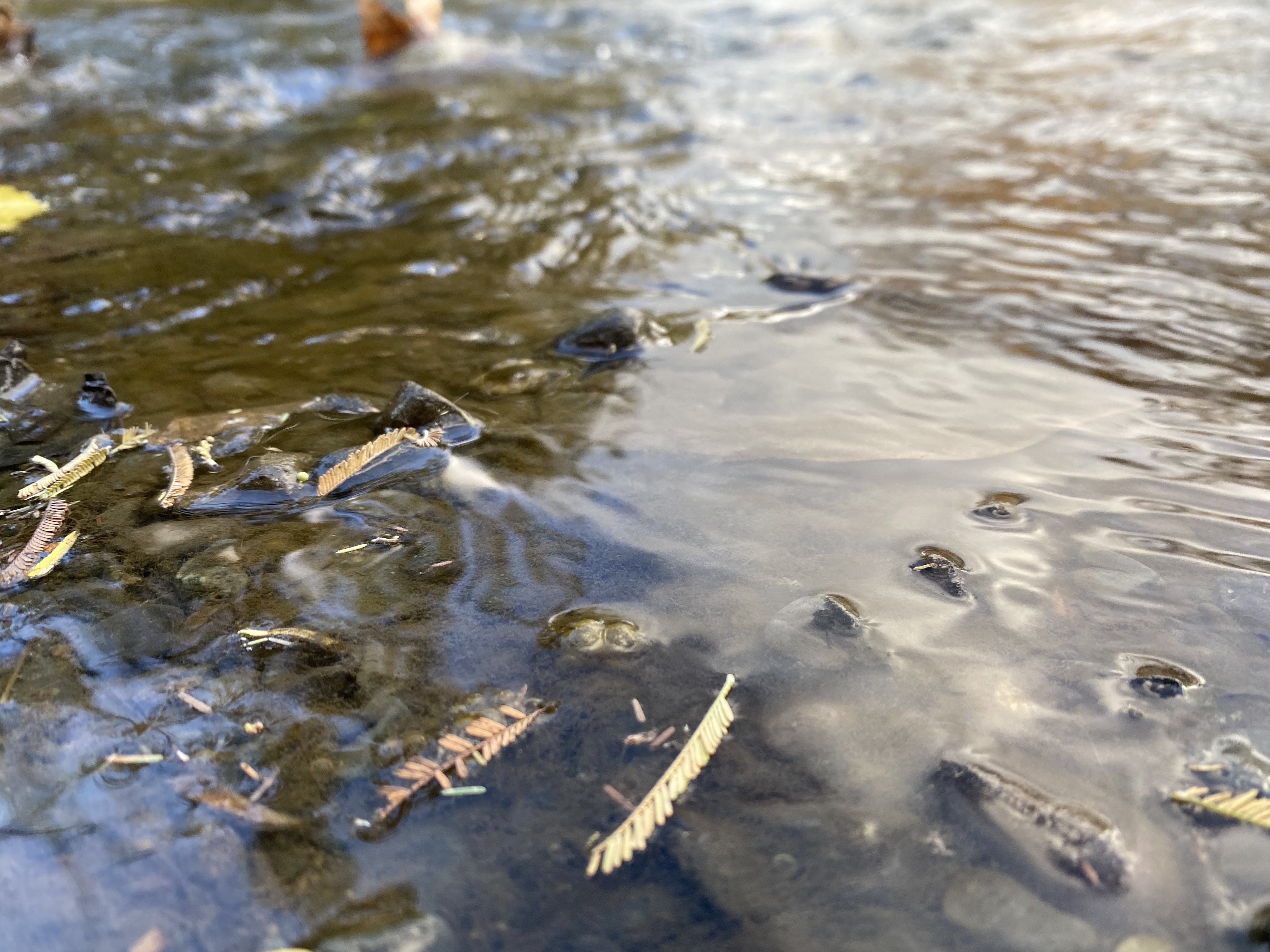 Pond Close Up.jpeg